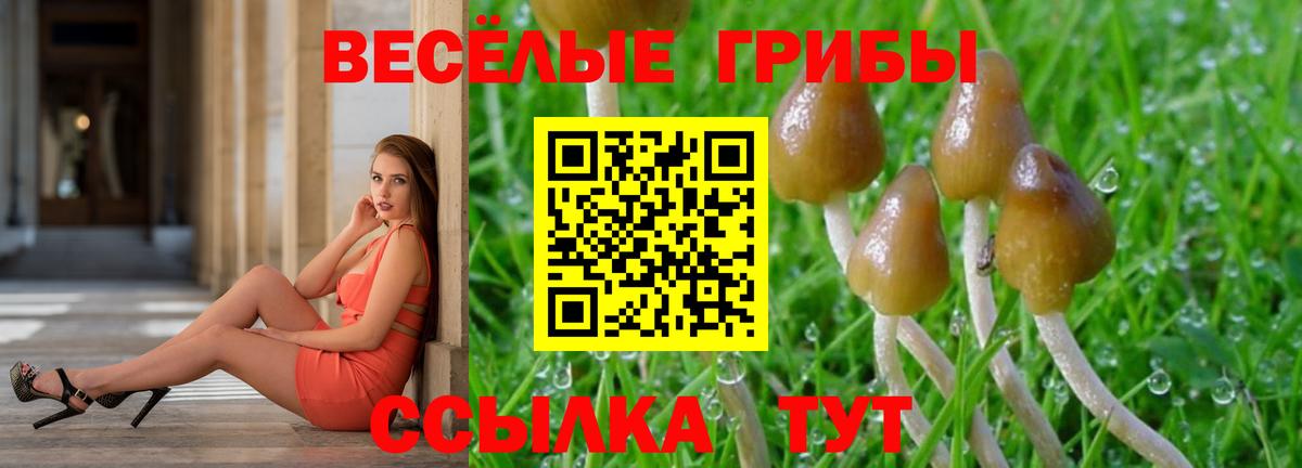 Псилоцибиновые грибы Cubensis Гусев